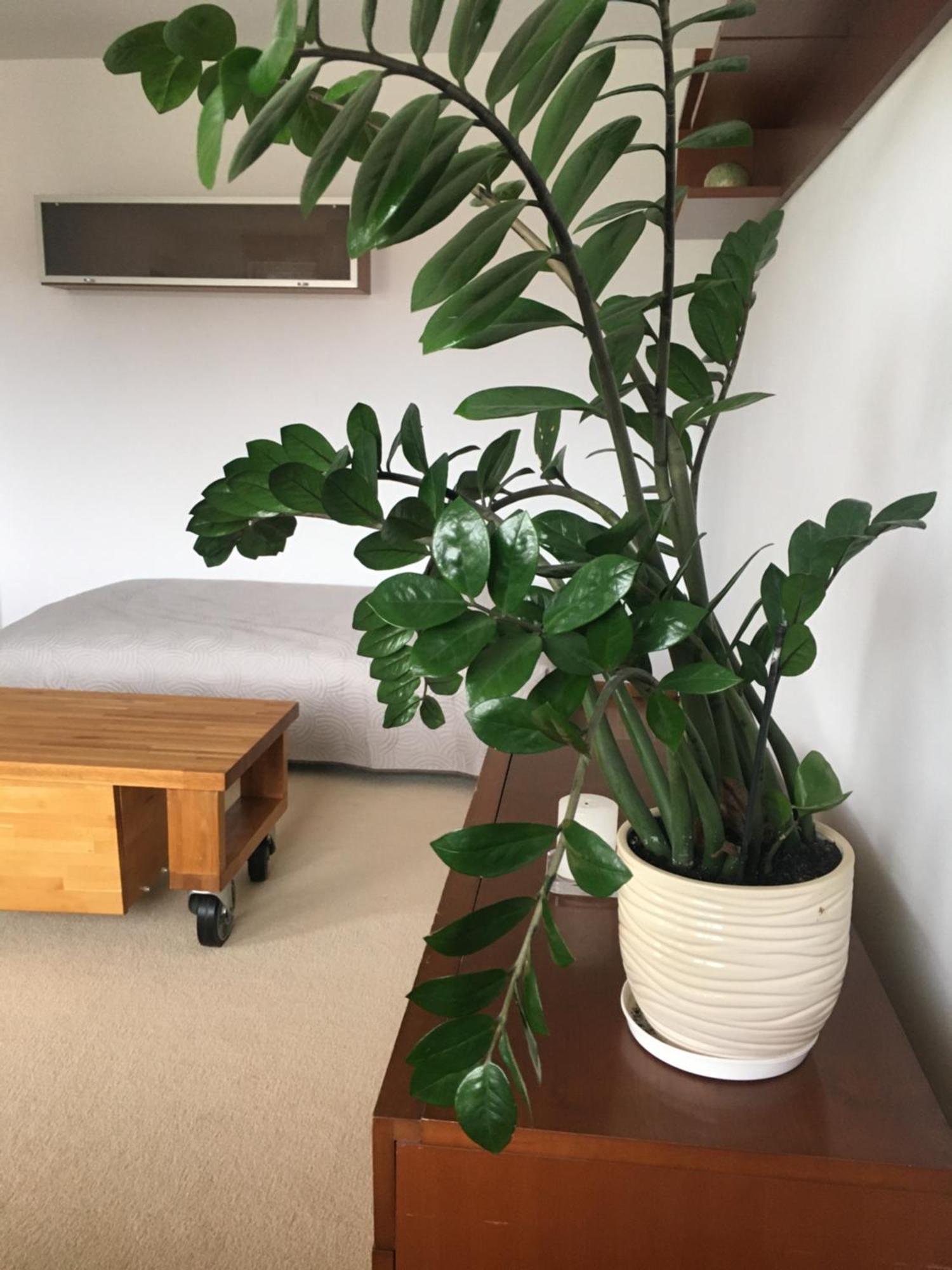 ורוצלב Sloneczny Apartament מראה חיצוני תמונה